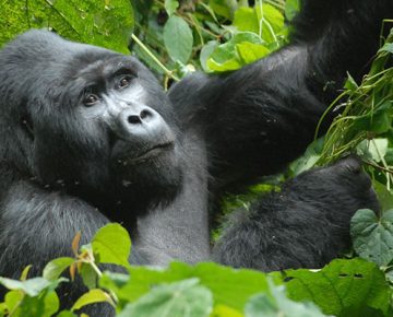 2 Days Uganda Gorilla Trekking from Kigali tour