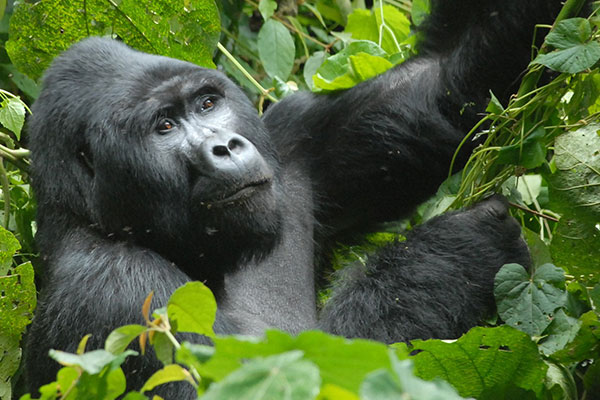 2 Days Uganda Gorilla Trekking from Kigali tour