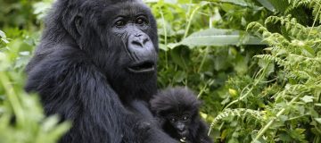 3 Days Uganda Gorilla Trekking tour