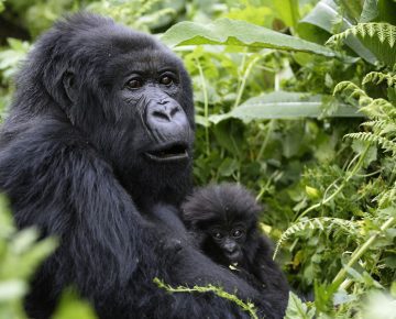 3 Days Uganda Gorilla Trekking tour