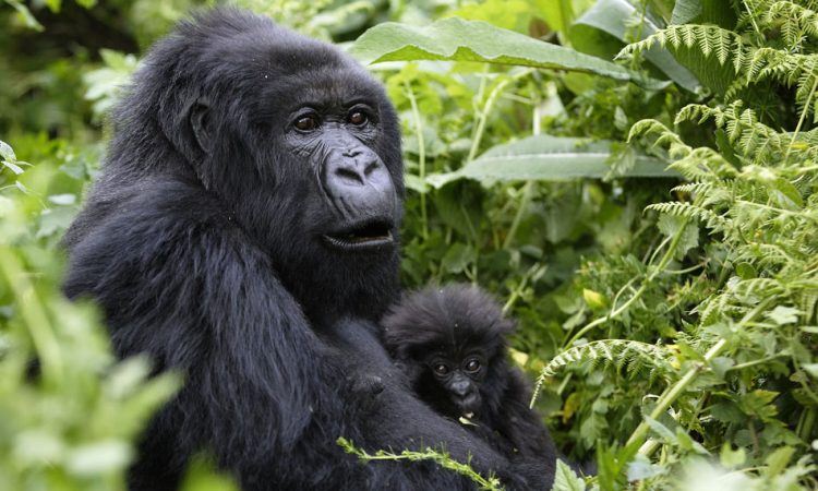 3 Days Uganda Gorilla Trekking tour