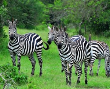 3 Days Lake Mburo National Park Safari