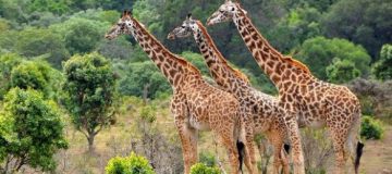 3 Days Murchison Falls Safari