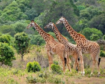3 Days Murchison Falls Safari