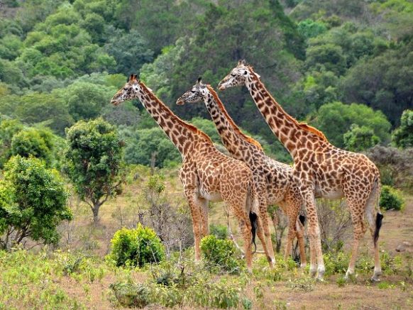 3 Days Murchison Falls Safari