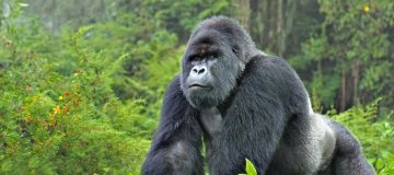 3 Days Virunga Gorilla Trekking from Rwanda