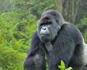 3 Days Virunga Gorilla Trekking from Rwanda