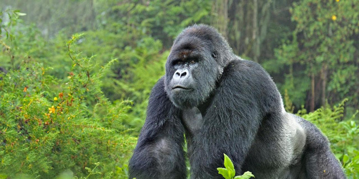 3 Days Virunga Gorilla Trekking from Rwanda