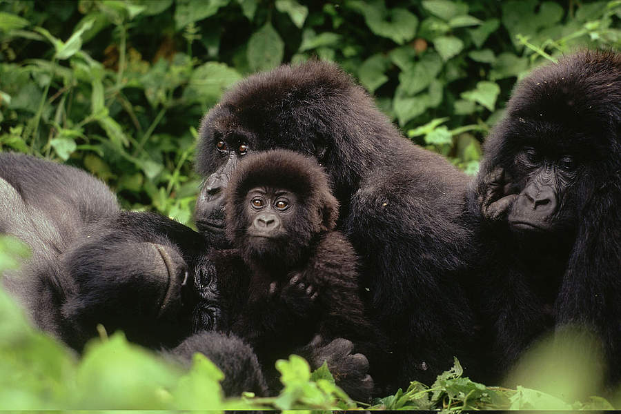 3 Days Virunga Gorilla Trekking from Rwanda