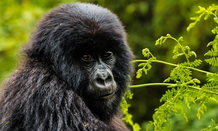 3 Days Uganda Gorilla Trekking tour