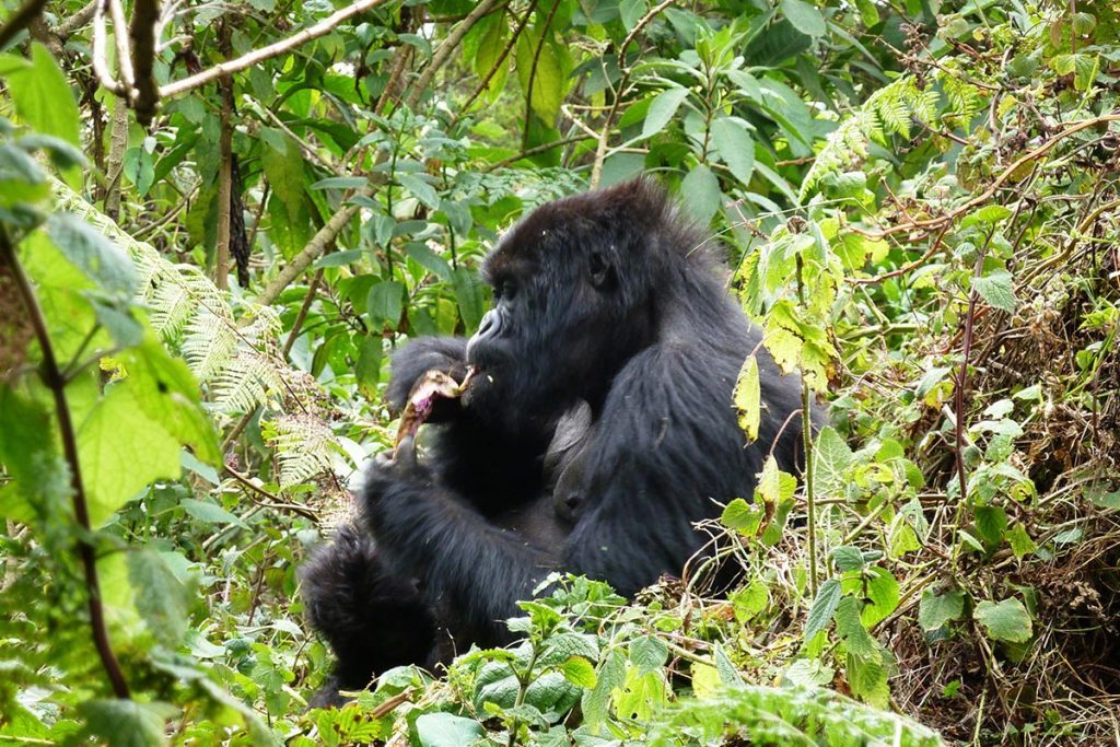 4 Days Bwindi & Lake Bunyonyi Tour