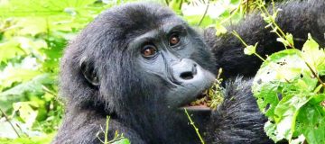 4 Days Gorilla and Chimpanzee Trekking Tour