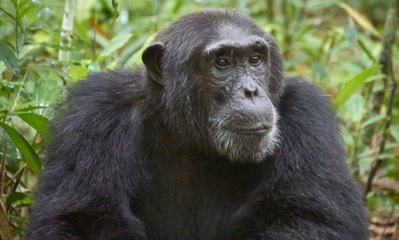 4 Days Gorilla and Chimpanzee Trekking Tour