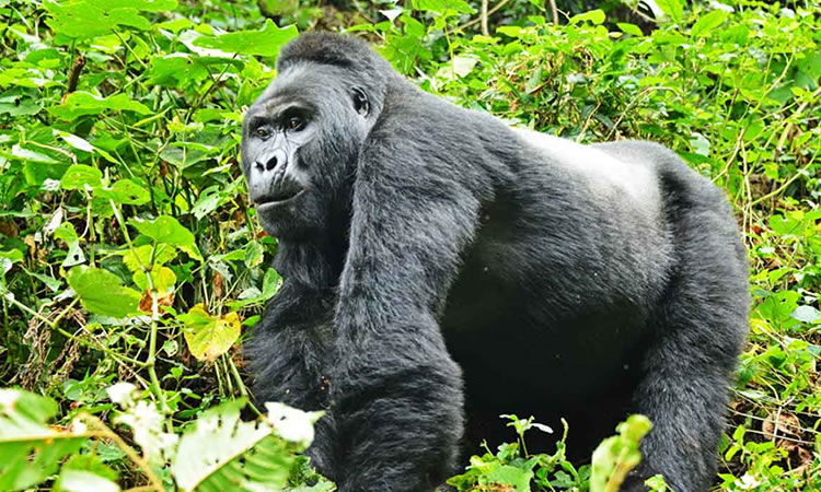 4 Days Rwanda Double Gorilla Trekking Safari