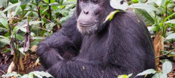 4 Days Uganda Gorilla and Rwanda Chimpanzee Trekking tour