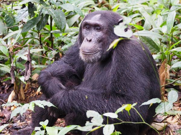 4 Days Uganda Gorilla and Rwanda Chimpanzee Trekking tour