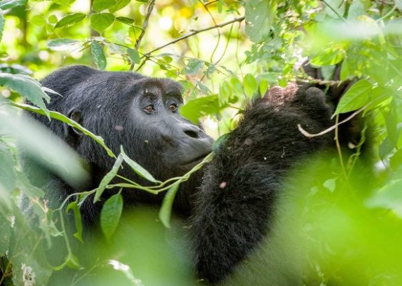 4 Days Uganda Gorilla and Rwanda Chimpanzee Trekking tour