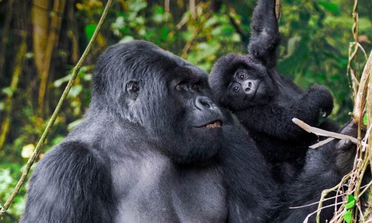 4 Days Rwanda Double Gorilla Trekking Safari