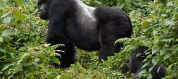 5 Days Gorilla & Wildlife Safari