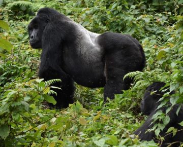 5 Days Gorilla & Wildlife Safari – Bwindi & Queen