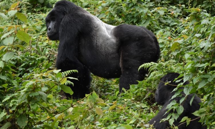 5 Days Gorilla & Wildlife Safari