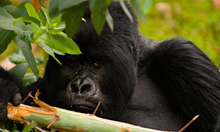 7 Essentials to Consider for a Rwanda Safari Tour