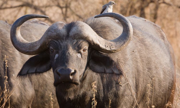 The Big 5 animals in Rwanda | rwanda wildlife tour | rwanda safaris