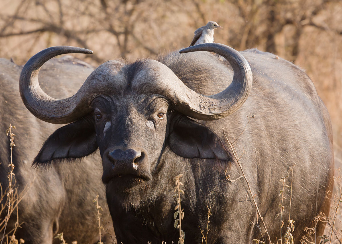 The Big 5 animals in Rwanda | rwanda wildlife tour | rwanda safaris The Big 5 animals in Rwanda | rwanda wildlife tour | rwanda safaris
