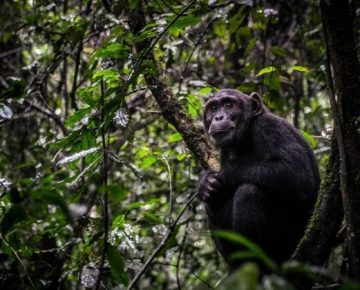 9 Days Rwanda and Kenya Family Safari