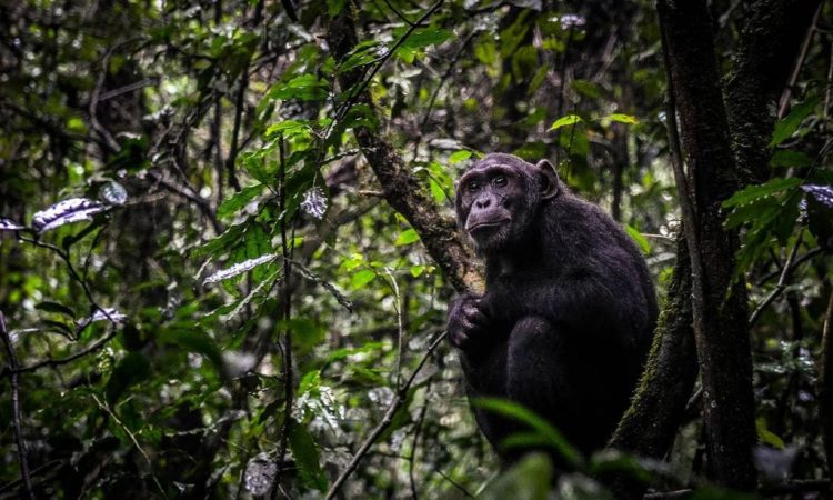 What Is Unique About Nyungwe National Park?