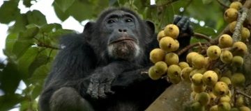 4 Days Murchison Falls & Chimpanzee Trekking
