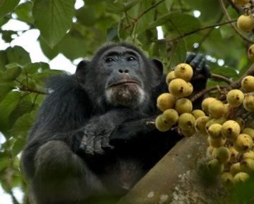 4 Days Murchison Falls & Chimpanzee Trekking