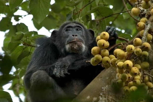 4 Days Murchison Falls & Chimpanzee Trekking