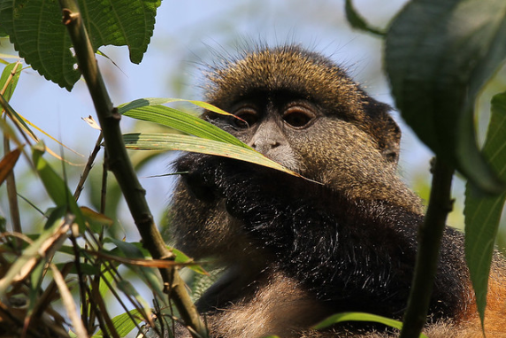 5 Days Rwanda Primates Safari (Gorillas & Golden Monkeys)