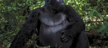 Gorilla Trekking in Congo