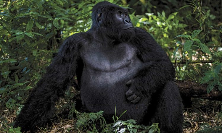 Gorilla Trekking in Congo