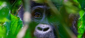 Gorilla Trekking in Uganda