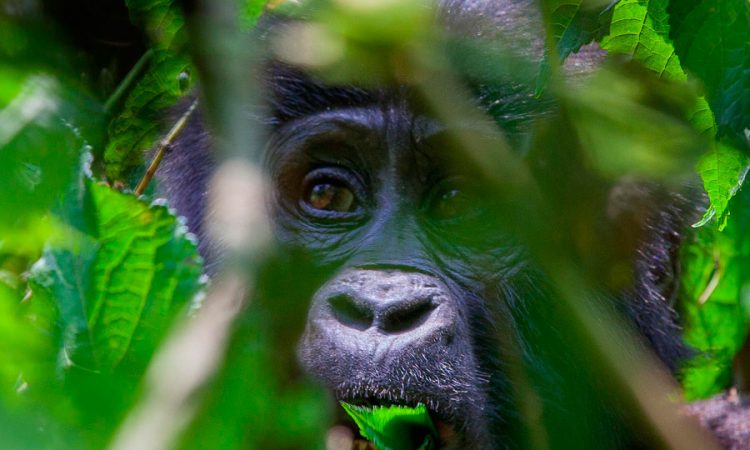 Gorilla Trekking in Uganda