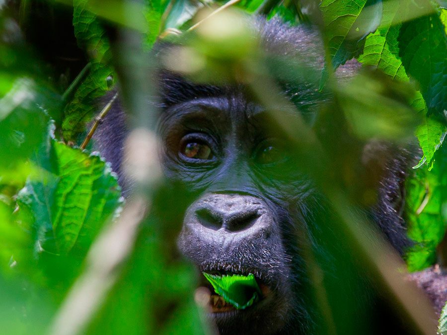 Gorilla Trekking in Uganda