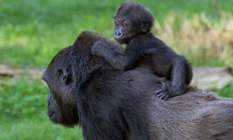 Gorilla Trekking in Congo