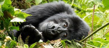 3 Days Uganda Gorilla Trekking from Kigali