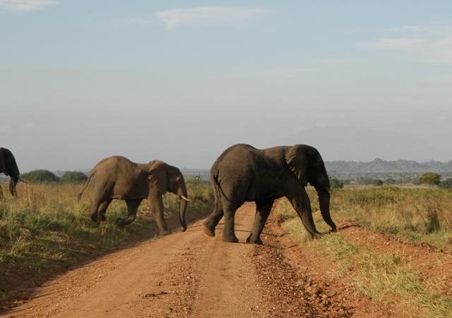 3 Days Kidepo Flying Safari