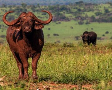 3 Days Kidepo Flying Safari