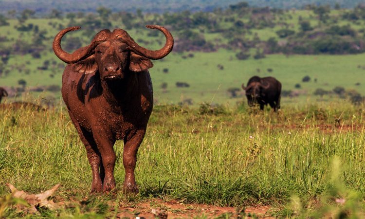 3 Days Kidepo Flying Safari