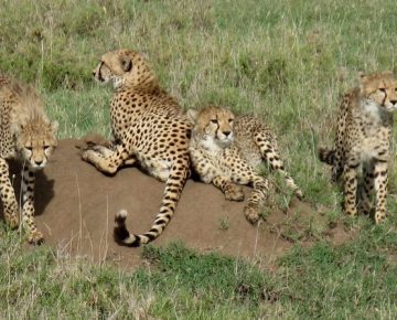 5 Days Kidepo Wildlife & Sipi falls tour
