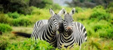 Lake Mburo National Park