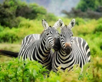2 Days Lake Mburo National Park Safari