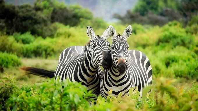 Lake Mburo National Park