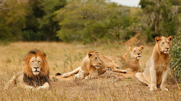 Lions in Akagera National Park