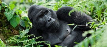 How hard is Gorilla Trekking in Uganda, Rwanda and DR Congo